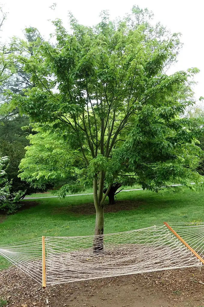 Photo of Acer davidii (Acer davidiis)