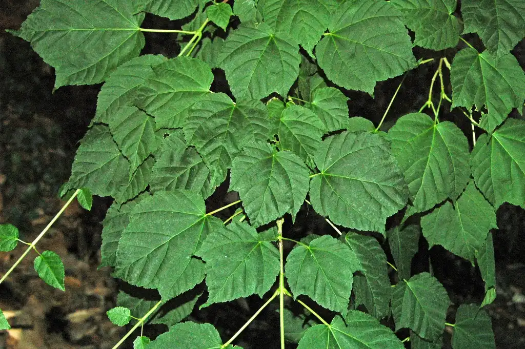 Photo of Acer davidii (Acer davidiis)