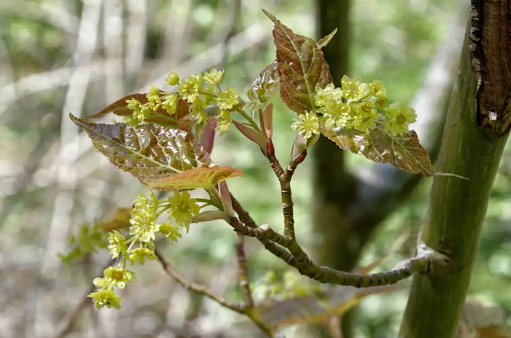 Photo of Acer davidii - Young leaves and flowers:Yelkrokoyade