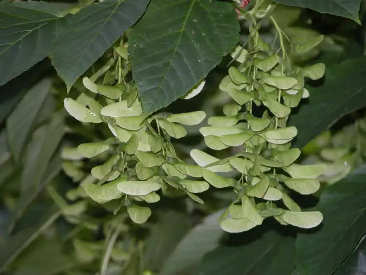 Photo of Acer davidii - Fruit: