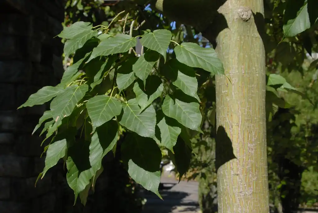 Photo of Acer davidii - Bark and Leaf:Jim Robbins