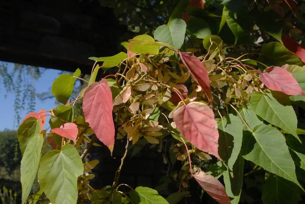Photo of Acer davidii - Fruit and Leaves:Jim Robbins