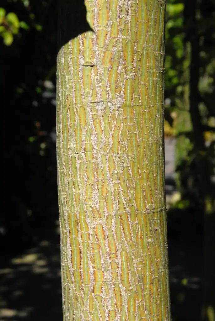 Photo of Acer davidii - Bark:Jim Robbins