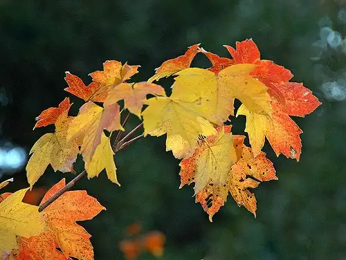 Photo of Acer diabolicum (Acer diabolicums)