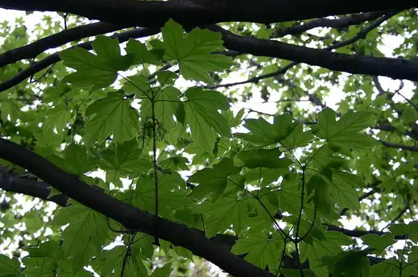 Photo of Acer diabolicum (Acer diabolicums)