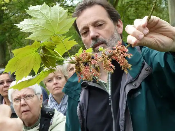 Photo of Acer diabolicum - Acer diabolicum leaves and flowers:Wendy Cutler