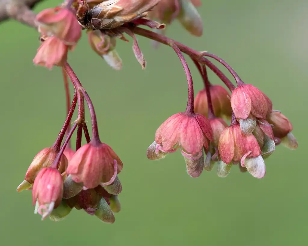 Photo of Acer diabolicum - Acer diabolicum:Plant Image Library
