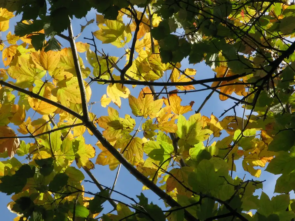 Photo of Acer diabolicum - Acer diabolicum fall color:Qwert1234
