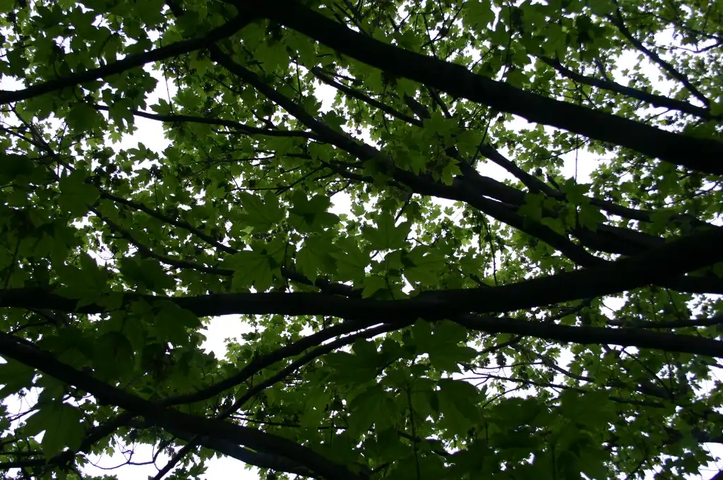 Photo of Acer diabolicum - Acer diabolicum:Ryan Somma
