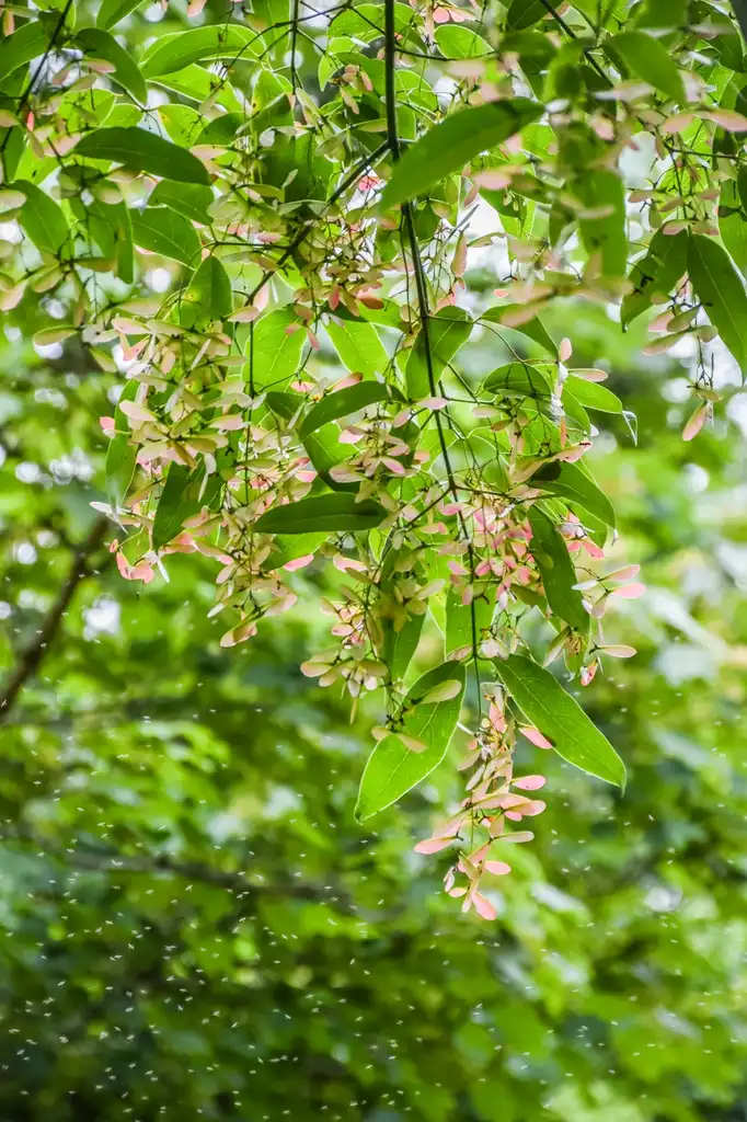 Фото Acer fabri (Acer fabris)
