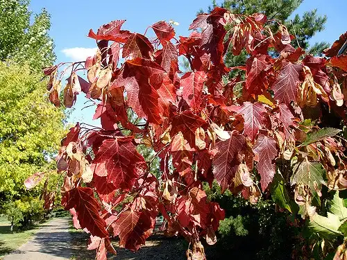 Photo of Acer ginnala (Acer ginnalas)