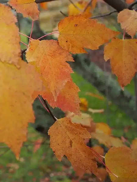 Photo of Acer ginnala (Acer ginnalas)