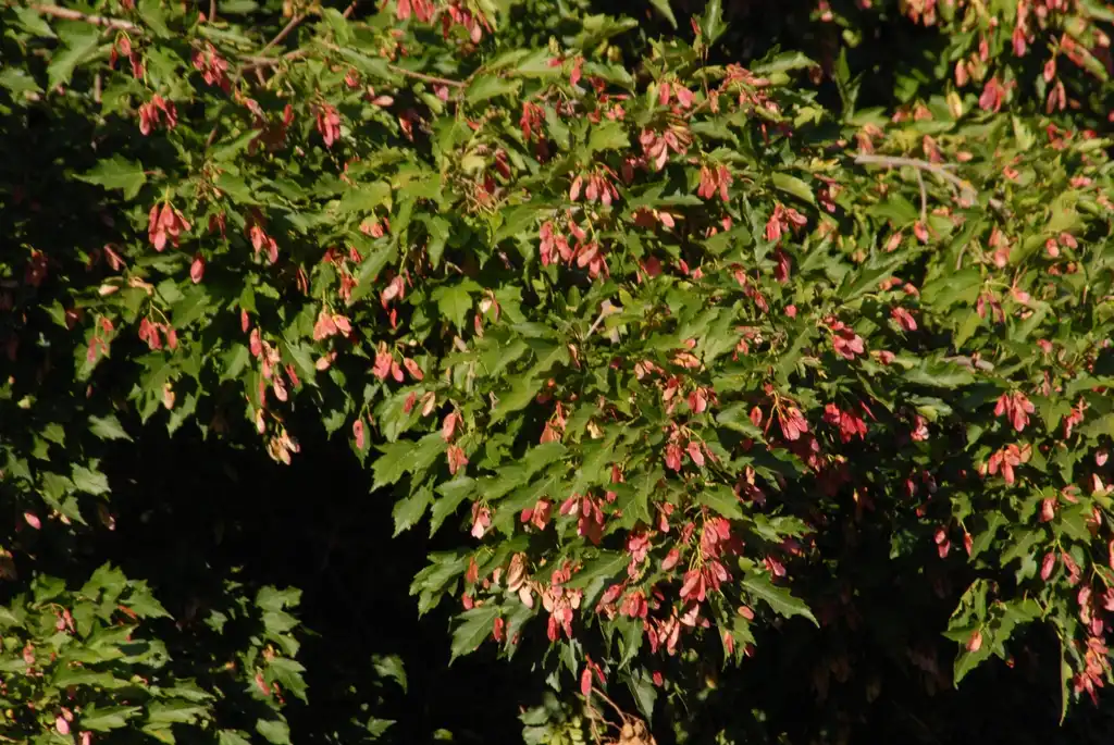 Photo of Acer ginnala - Fruit and Leaves:Jim Robbins