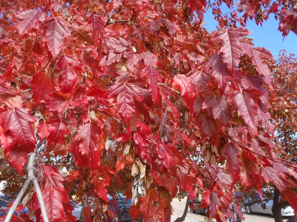 Photo of Acer ginnala - Fall Color Leaf:Jim Robbins