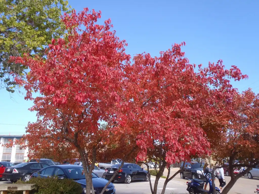Photo of Acer ginnala - Fall Color Form:Jim Robbins