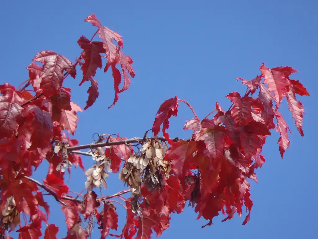 Photo of Acer ginnala - Fall Color Leaf and Fruit:Jim Robbins