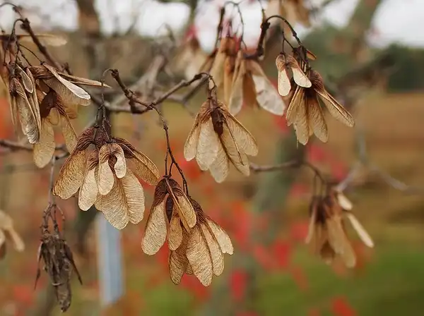 Photo of Acer ginnala - Acer ginnala samaras:F. D. Richards