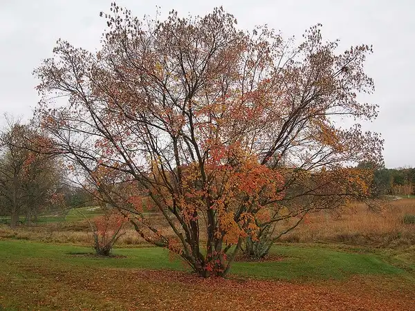 Photo of Acer ginnala - Acer ginnala tree:F. D. Richards