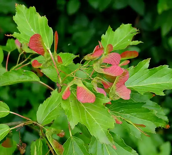 Photo of Acer ginnala - Acer ginnala:Wouter Hagens