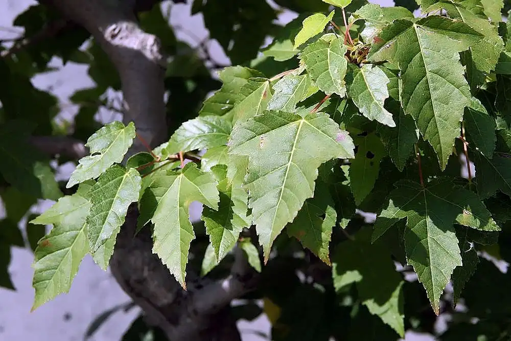 Photo of Acer ginnala - Acer ginnala:David J.Stang