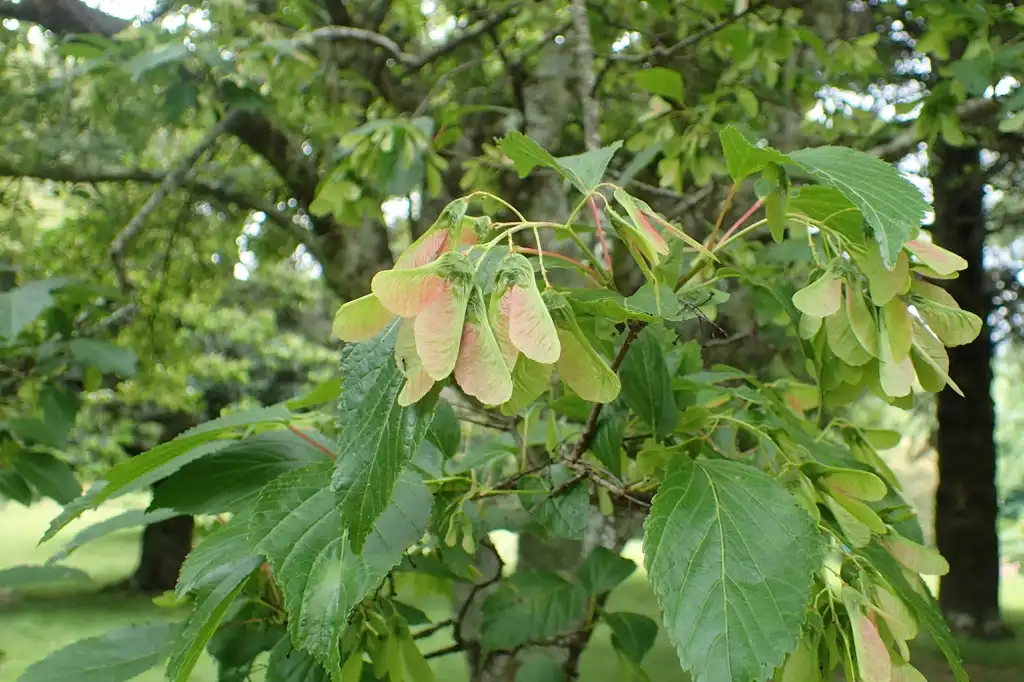 Photo of Acer ginnala - Acer ginnala:Krzysztof Ziarnek, Kenraiz