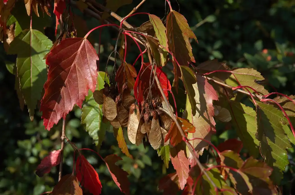 Photo of Acer ginnala - Acer ginnala:Wouter Hagens