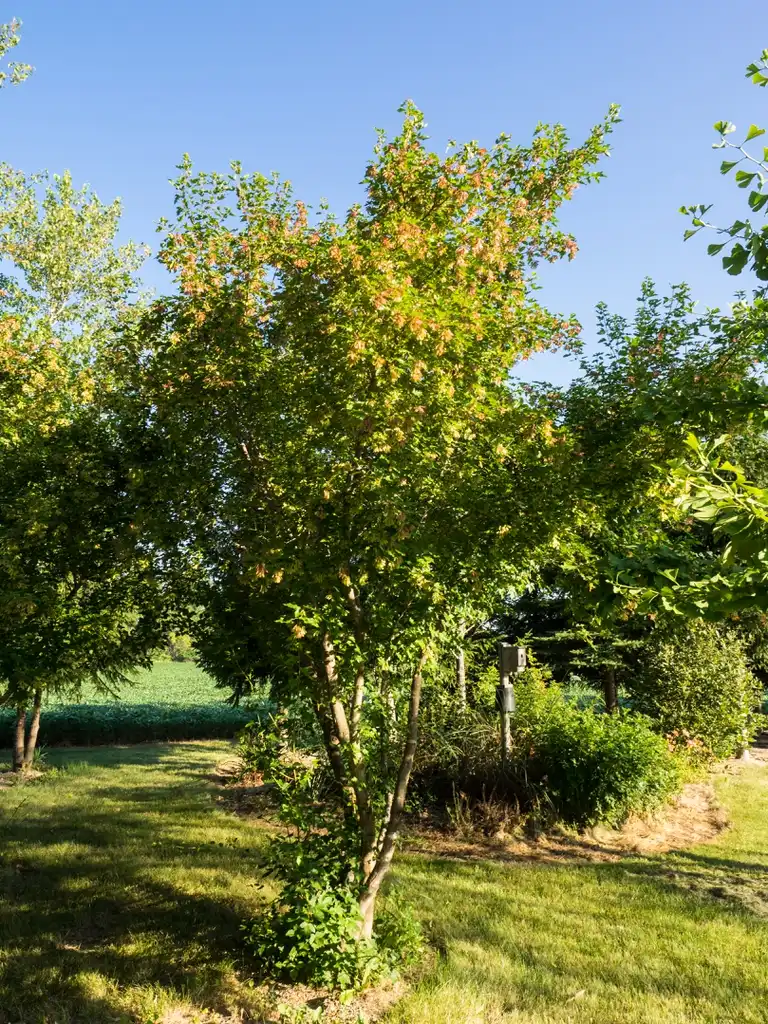 Photo of Acer ginnala - Acer ginnala, Amur Maple:F. D. Richards