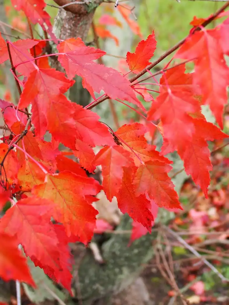 Photo of Acer ginnala - Acer ginnala, Amur Maple:F. D. Richards