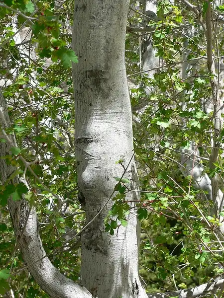 Photo of Acer glabrum (Acer glabrums)