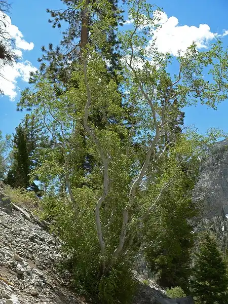 Photo of Acer glabrum (Acer glabrums)