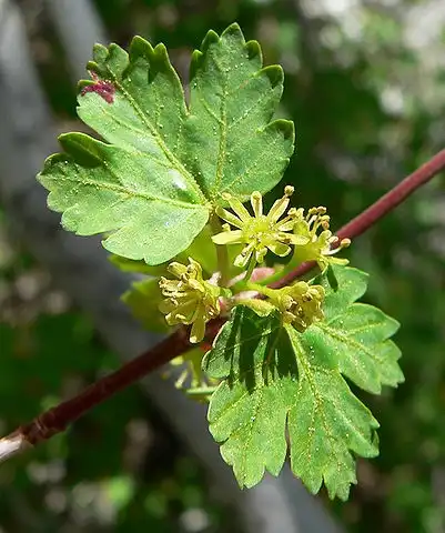 Photo of Acer glabrum - Acer glabrum var. diffusum, flower:Stan Shebs