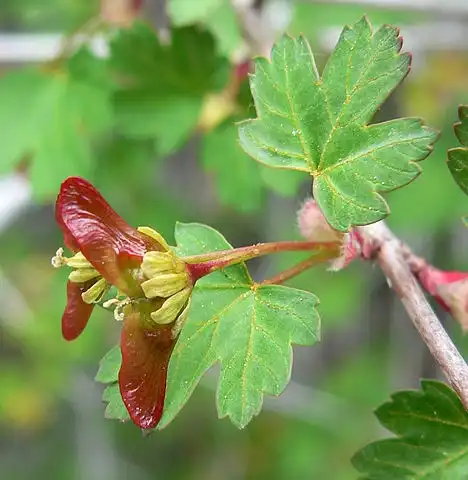 Photo of Acer glabrum - Acer glabrum var. diffusum, red samara:Stan Shebs