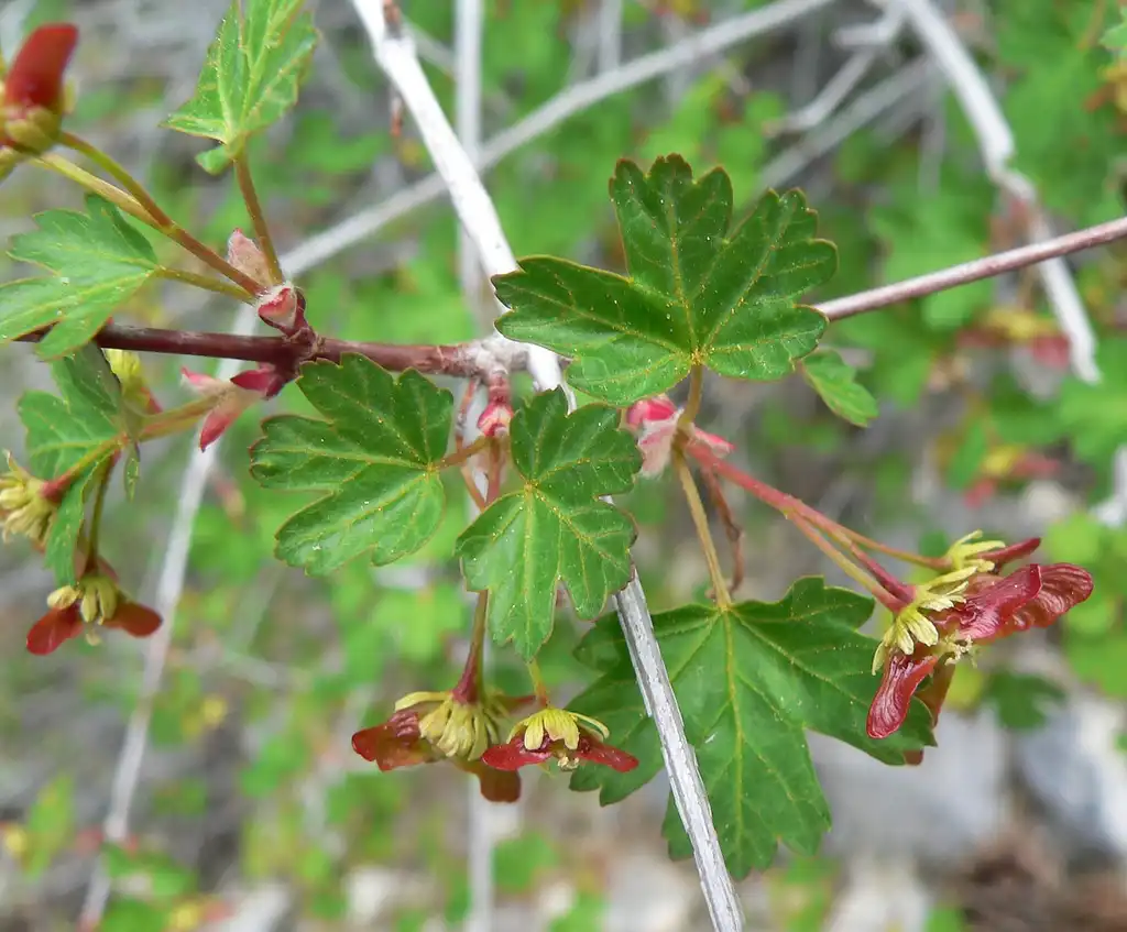 Photo of Acer glabrum - Acer glabrum var diffusum:Stan Shebs