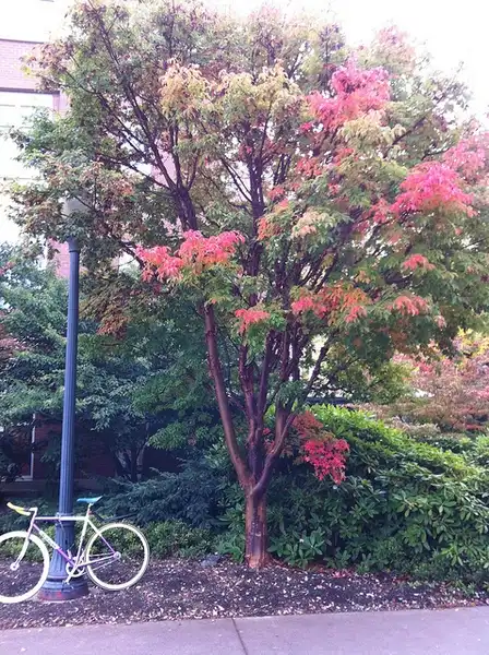 Photo of Acer griseum (Acer griseums)