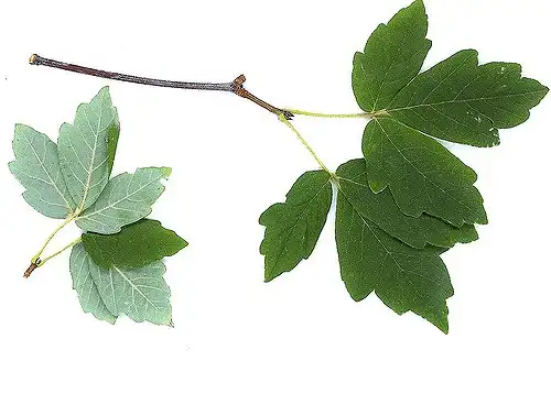 Photo of Acer griseum - Trifolate compound leaves:Maggie