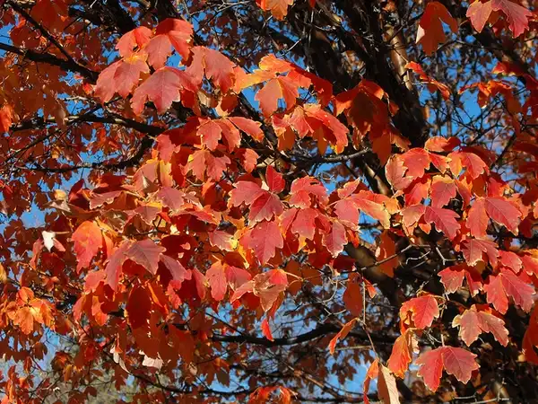 Photo of Acer griseum - Fall leaves:FicARus