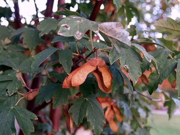 Photo of Acer griseum - Acer griseum samaras:Maggie