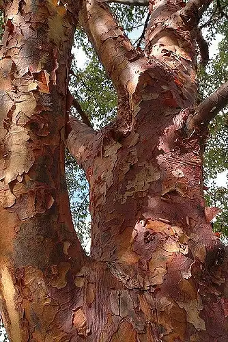 Photo of Acer griseum - Peeling, exfoliating bark.:James Morley