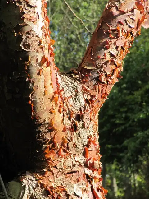 Photo of Acer griseum - Extremely ornamental exfoliating bark, makes it an excellent choice for a winter garden.:Leonora (Ellie) Enking