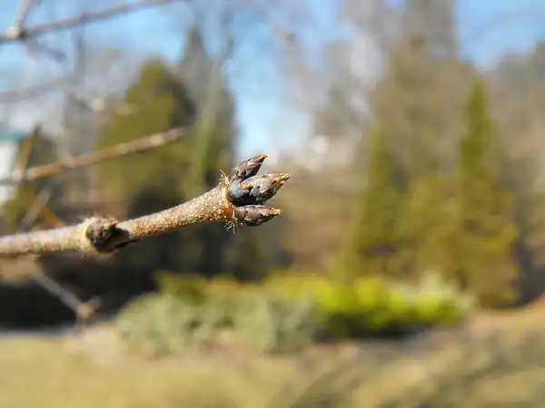 Photo of Acer griseum - Stem buds:FicARus