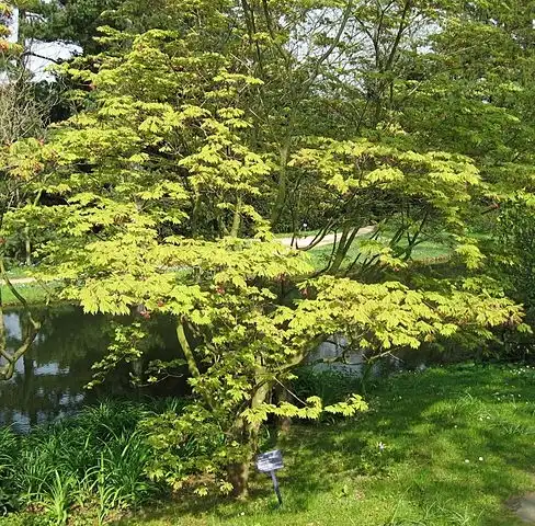 Photo of Acer japonicum 'Aconitifolium' (Acer japonicum 'Aconitifolium's)