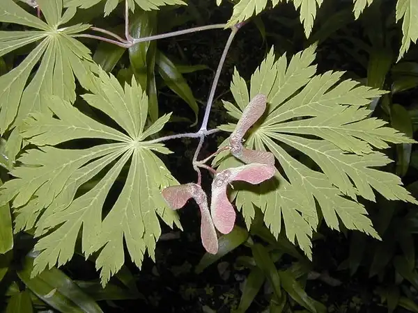 Photo of Acer japonicum 'Aconitifolium' (Acer japonicum 'Aconitifolium's)