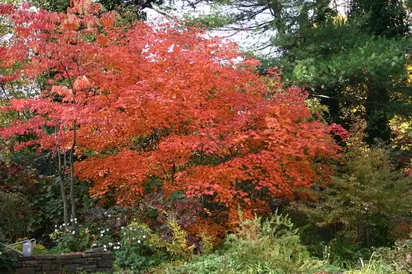 Photo of Acer japonicum 'Aconitifolium' - fall color:SB_Johnny
