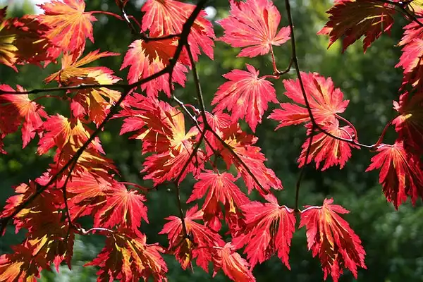 Photo of Acer japonicum 'Aconitifolium' - leaves in fall:Jean-Pol GRANDMONT