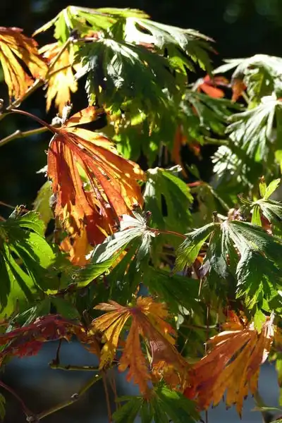 Photo of Acer japonicum 'Aconitifolium' - leaves:J.C. Raulston Arboretum