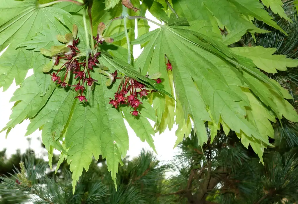 Photo of Acer japonicum 'Aconitifolium' - Acer japonicum 'Aconitifolium':Daderot