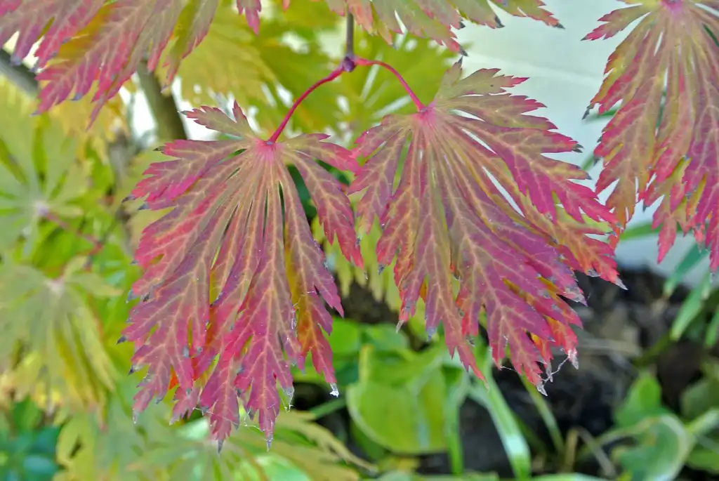Photo of Acer japonicum 'Aconitifolium' - Acer japonicum 'Aconitifolium':James Steakley