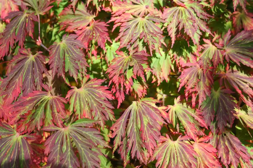 Photo of Acer japonicum 'Aconitifolium' - Acer japonicum 'Aconitifolium':Jean-Pol GRANDMONT