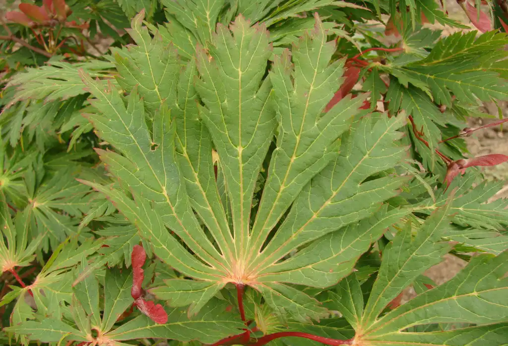 Photo of Acer japonicum 'Aconitifolium' - Acer japonicum 'Aconitifolium':Mark Bolin