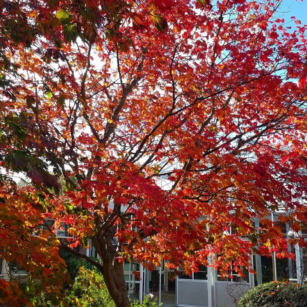 Photo of Acer japonicum 'Aconitifolium' - Fernleaf Full Moon Maple Acer japonicum 'Aconitifolium':uwbotanicgardens